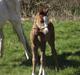 Welsh Pony (sec B) stud moon`s lucky moon 