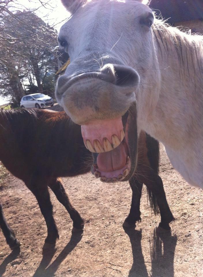 Connemara Sebastian Holmegård - Smil -Det er jo påske! billede 13