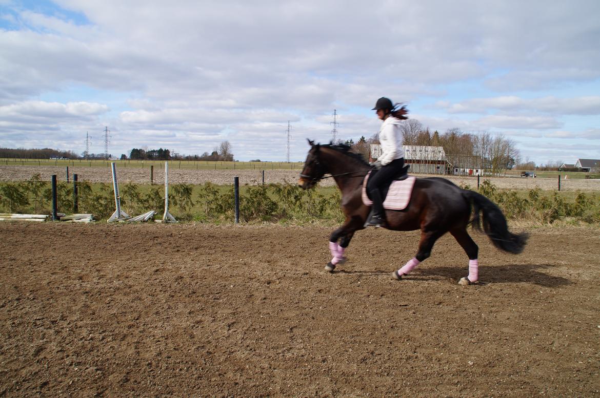 Oldenborg Tabasco (tidl part) billede 2