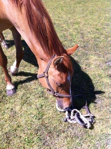 Anden særlig race ZOOM billede 19