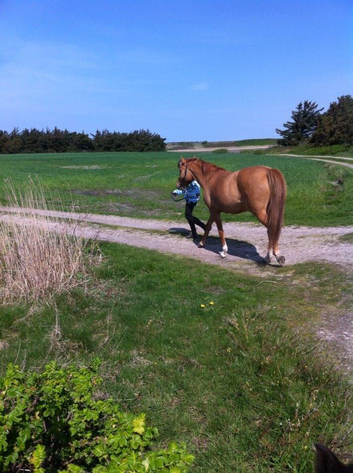 Anden særlig race ZOOM billede 21