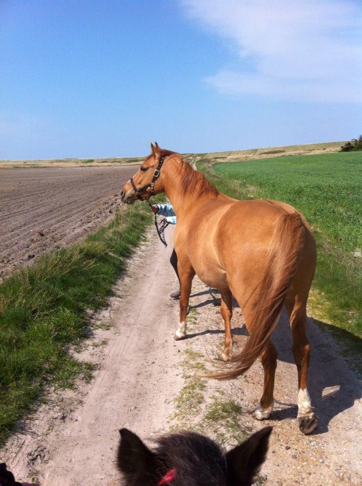 Anden særlig race ZOOM billede 22