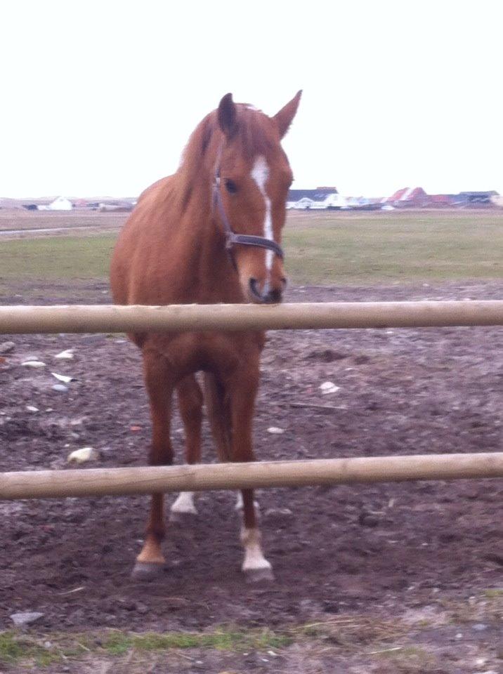Anden særlig race ZOOM billede 25