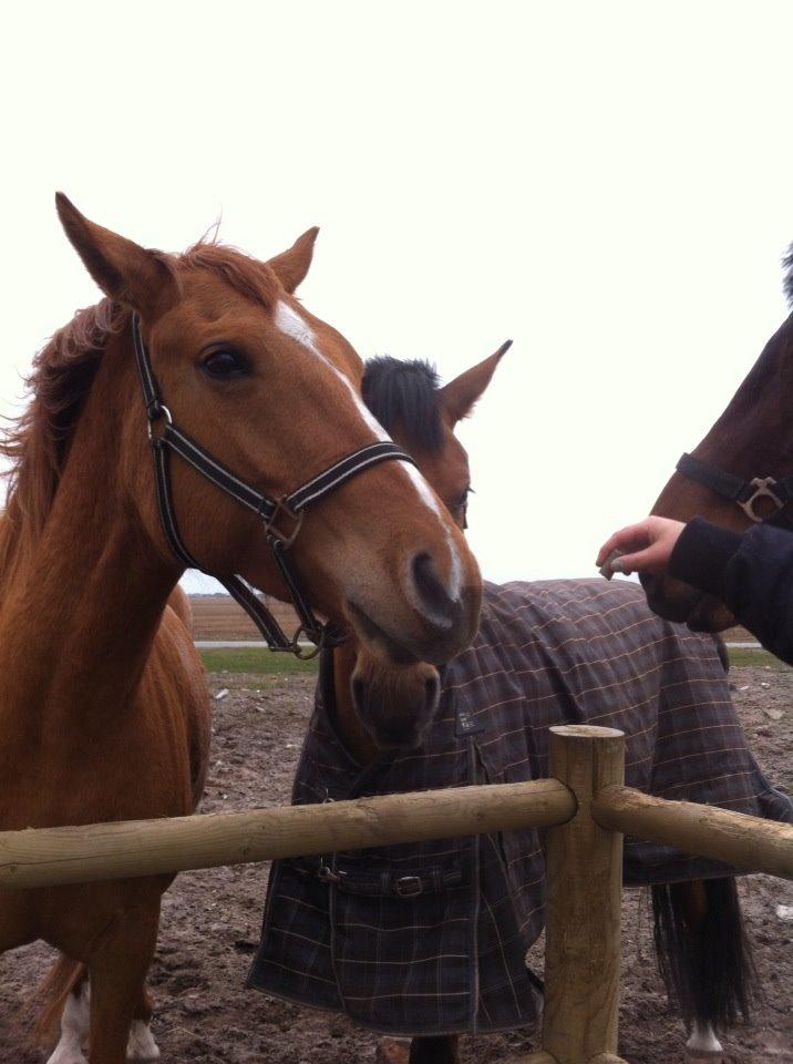 Anden særlig race ZOOM billede 23