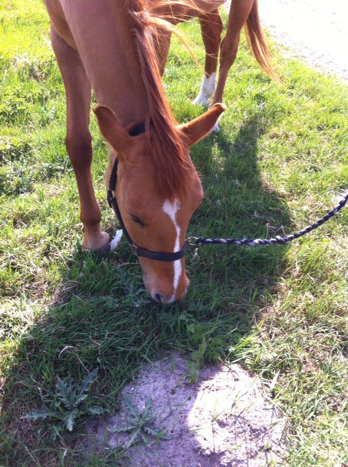 Anden særlig race ZOOM billede 20