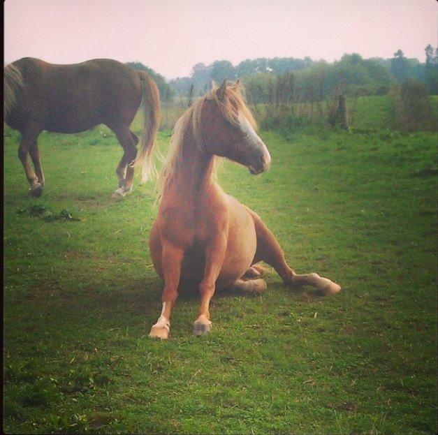 DSP Barbados min skønne pony <3<3 billede 7