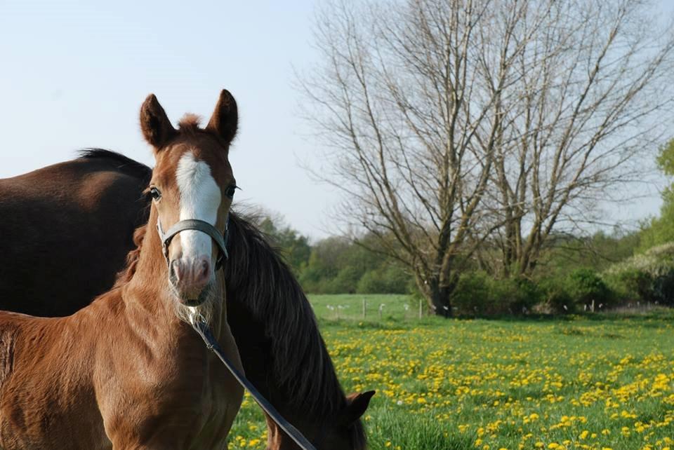 New Forest Stegstedgaards Nobel - Smukke føllerrrr <3 billede 15