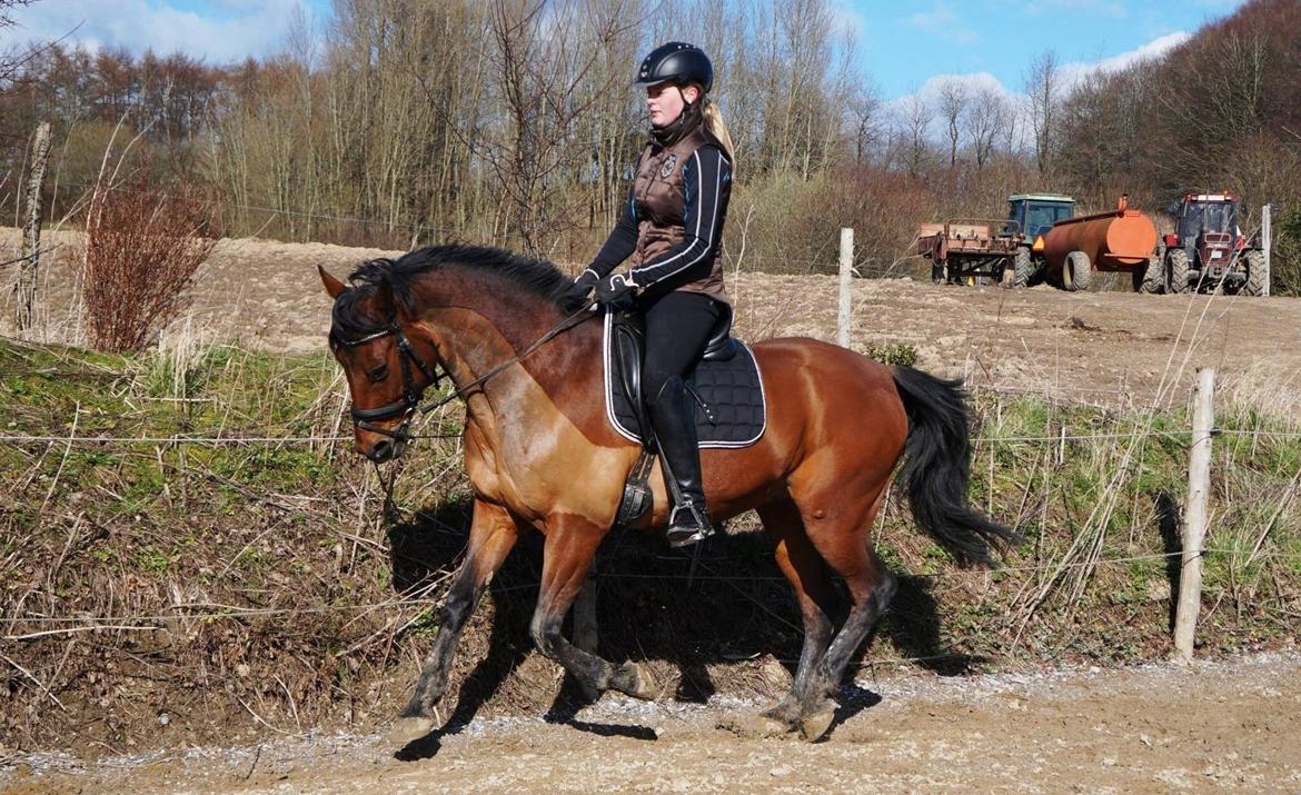 Traver Baron EK (S) billede 15