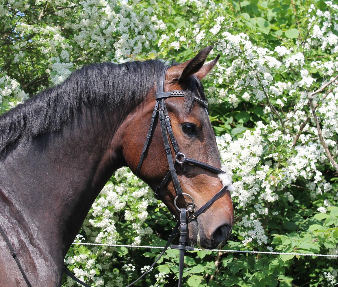 Dansk Varmblod Gipson Cloud - Flotte fyr - træning Maj 2014  billede 1