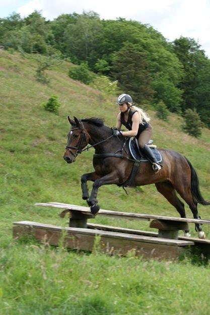 Dansk Varmblod Gipson Cloud - Første terræntræning i Langå sommer 2014 billede 2