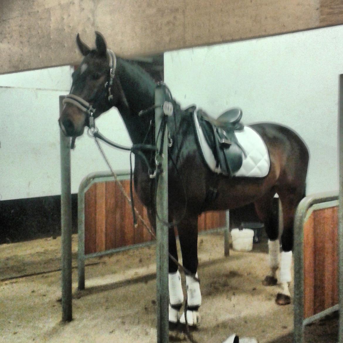 Dansk Varmblod Gipson Cloud - Flotte fyr til stævne i BRRK forår 2014  billede 12