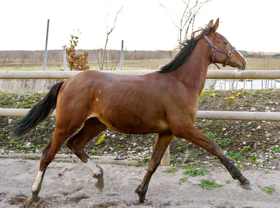 Traver Confetti Chase - 10 mdr billede 18