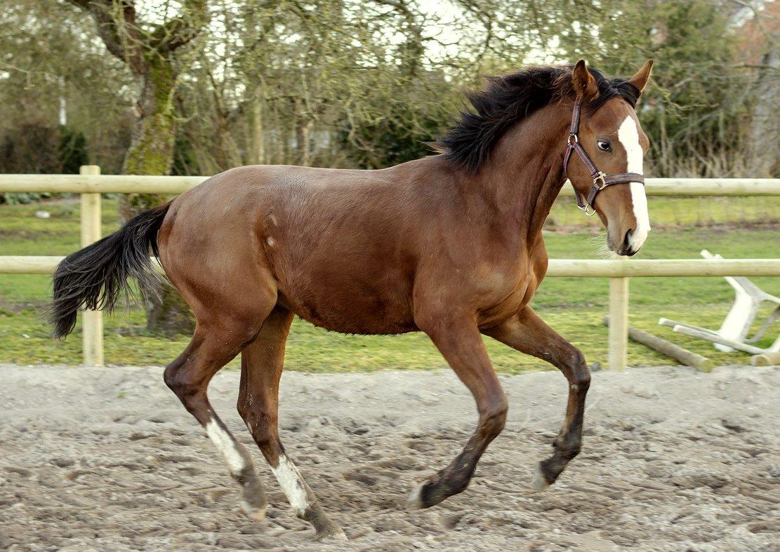 Traver Confetti Chase - 10 mdr billede 17