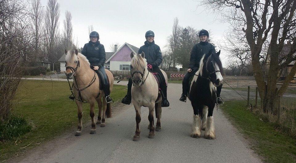 Fjordhest R.I.P sørups ischa billede 10