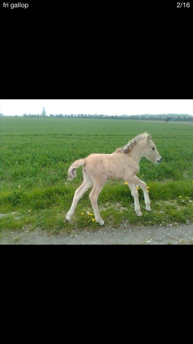 Fjordhest R.I.P sørups ischa billede 2