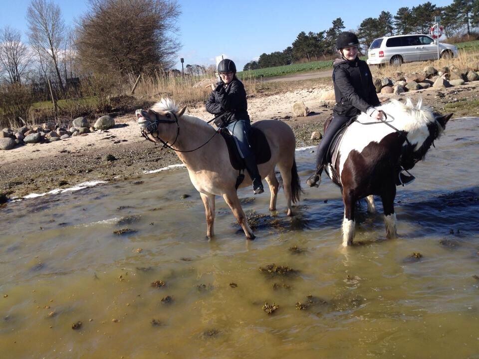Fjordhest R.I.P sørups ischa billede 14