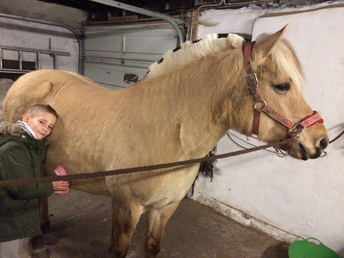 Fjordhest R.I.P sørups ischa billede 16