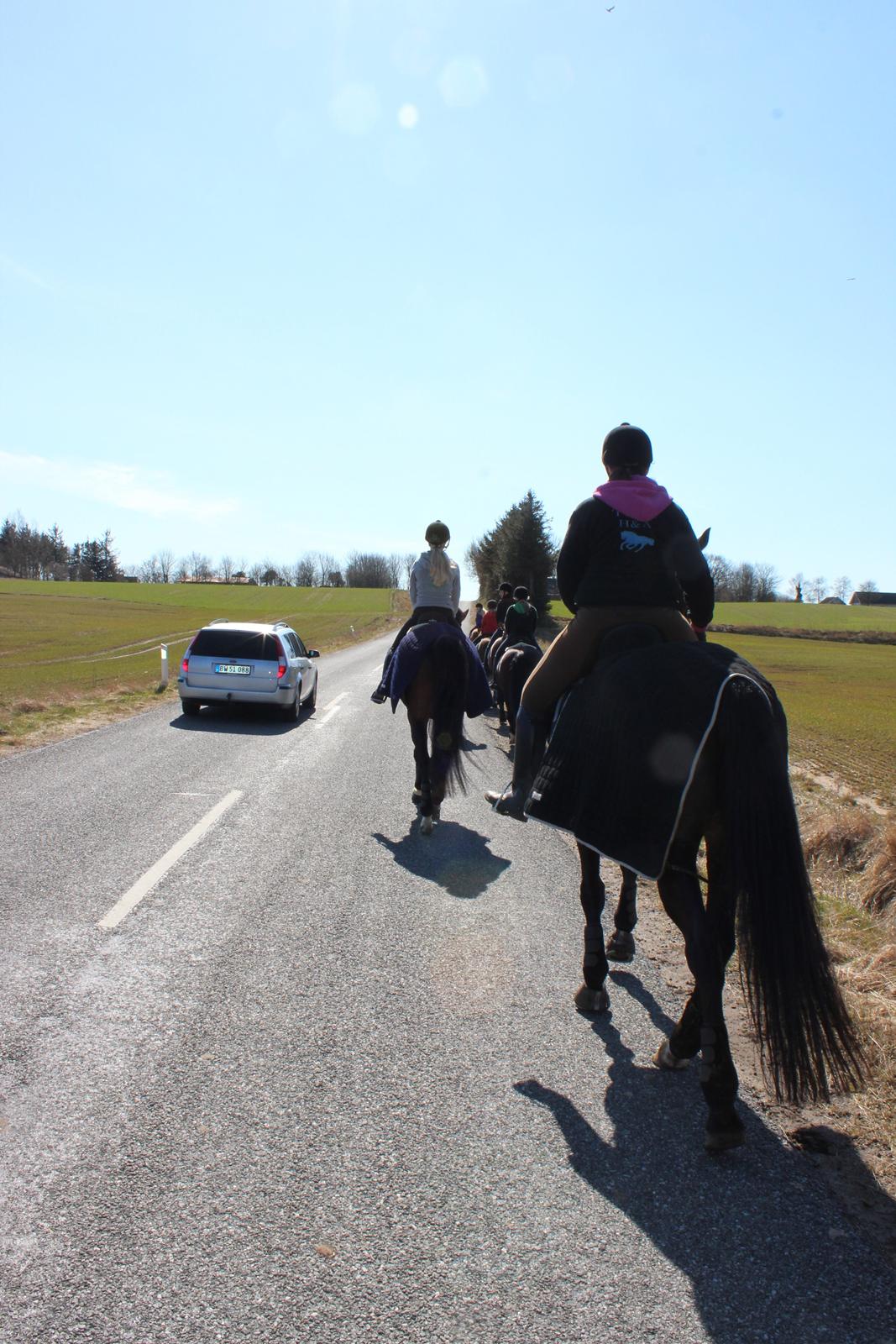 Trakehner M-speedy - Speedy er ikke bange for biler :-P billede 20