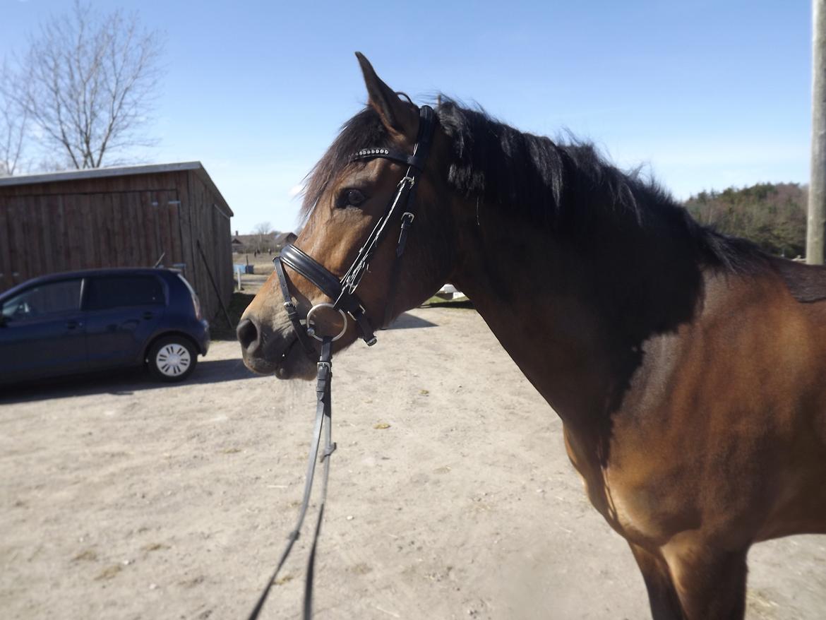 New Forest Kvægenbjergs Mark| Basse<3 - You're my drug<3 billede 3