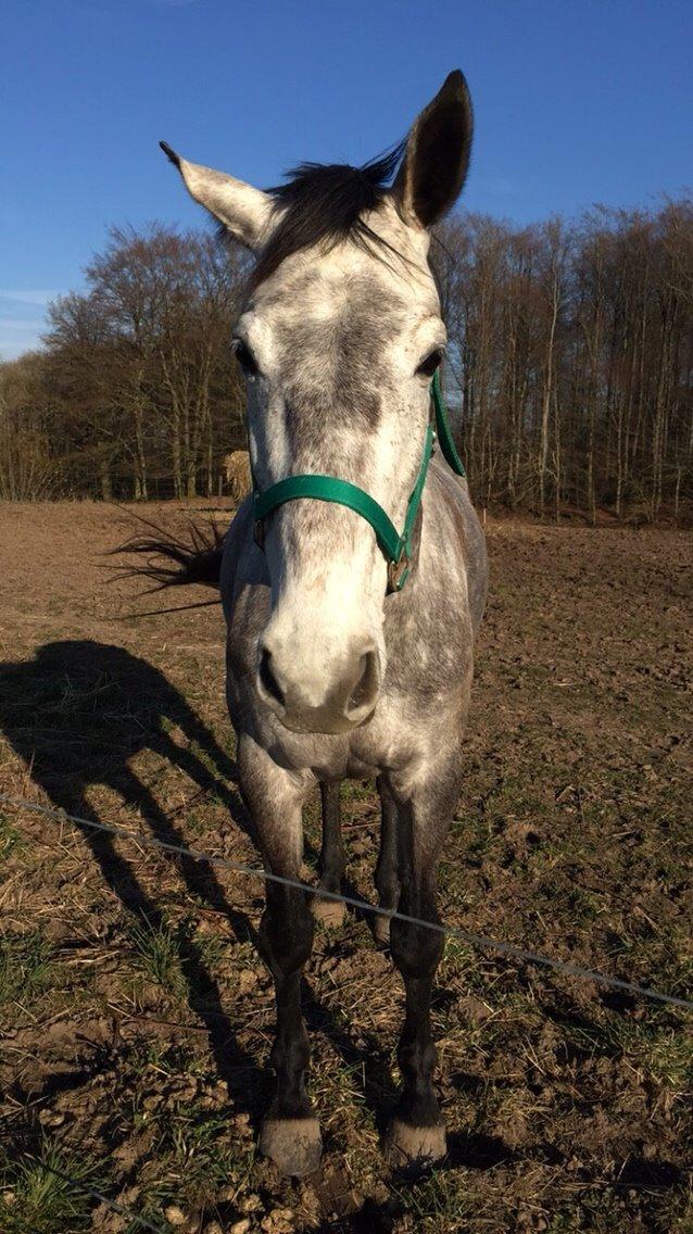 Dansk Varmblod Candis billede 14