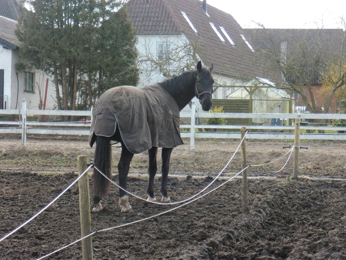 Pinto Horsebjerg Wizard billede 7