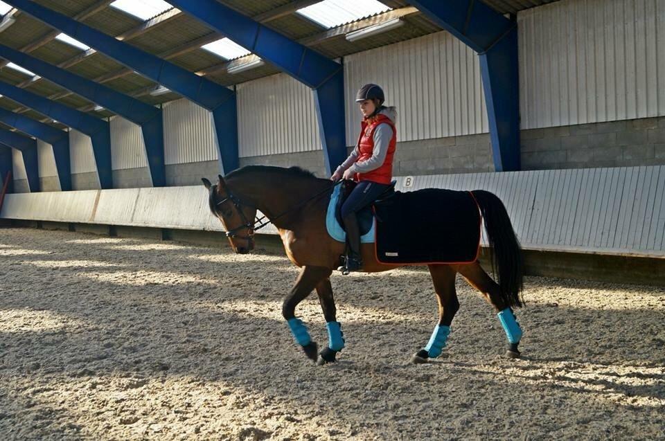 Dansk Varmblod Lacor HH (Solgt) billede 11