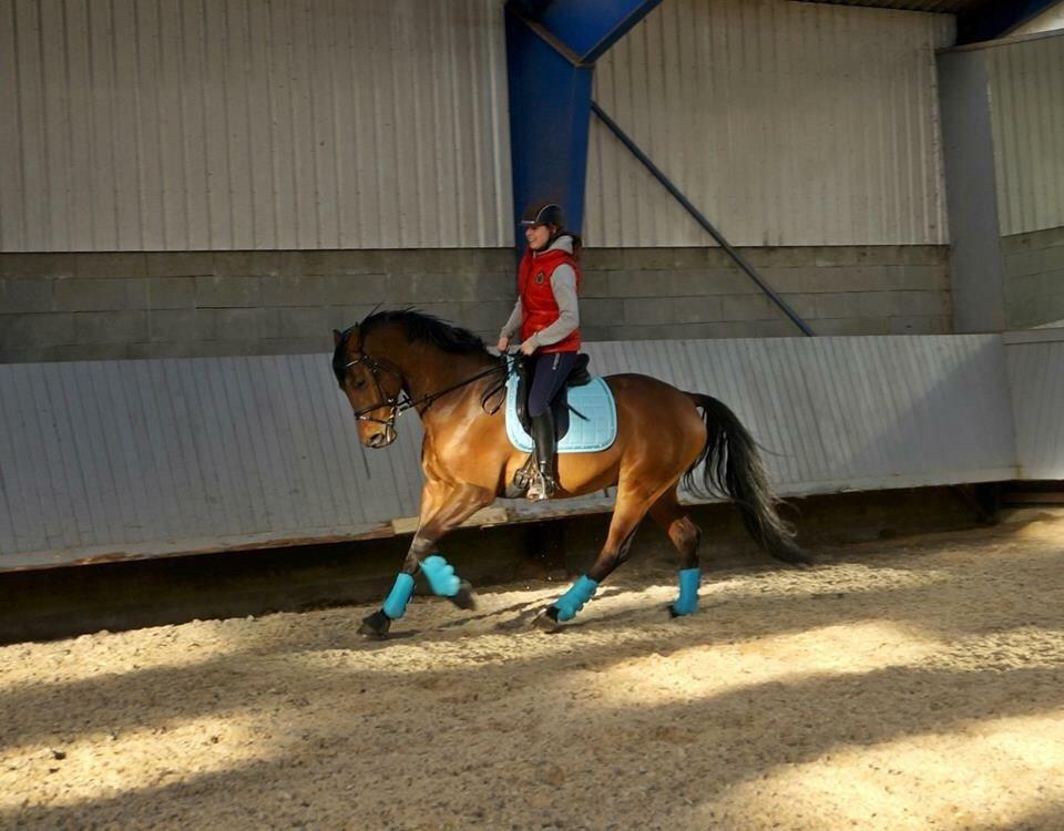 Dansk Varmblod Lacor HH (Solgt) billede 13