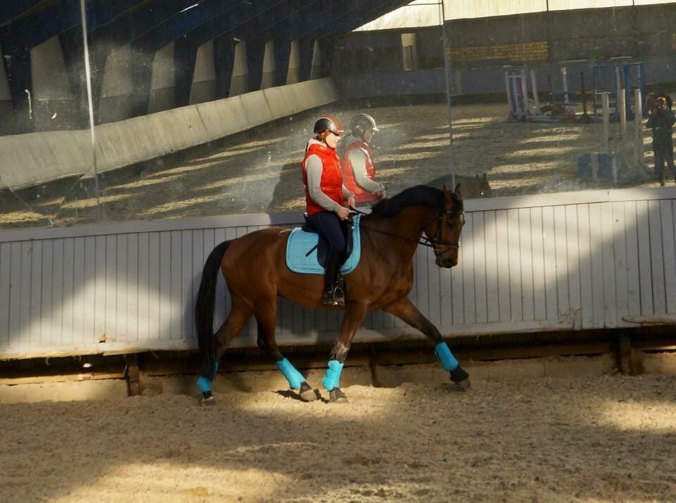 Dansk Varmblod Lacor HH (Solgt) billede 14