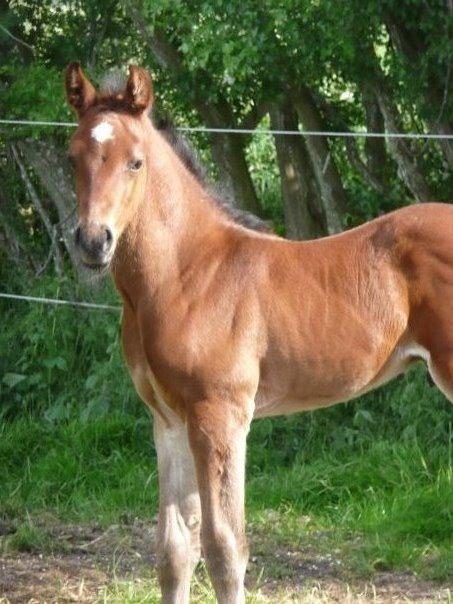 Dansk Varmblod Lacor HH (Solgt) - Lacor som føl :) billede 10