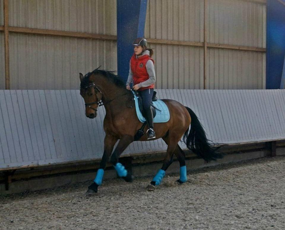 Dansk Varmblod Lacor HH (Solgt) billede 12