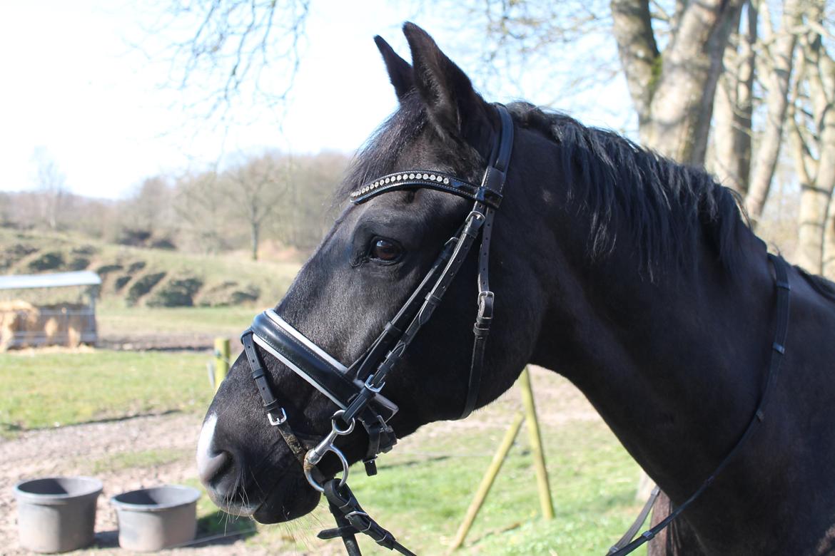 Anden særlig race Horse-Wear's Oktober billede 8