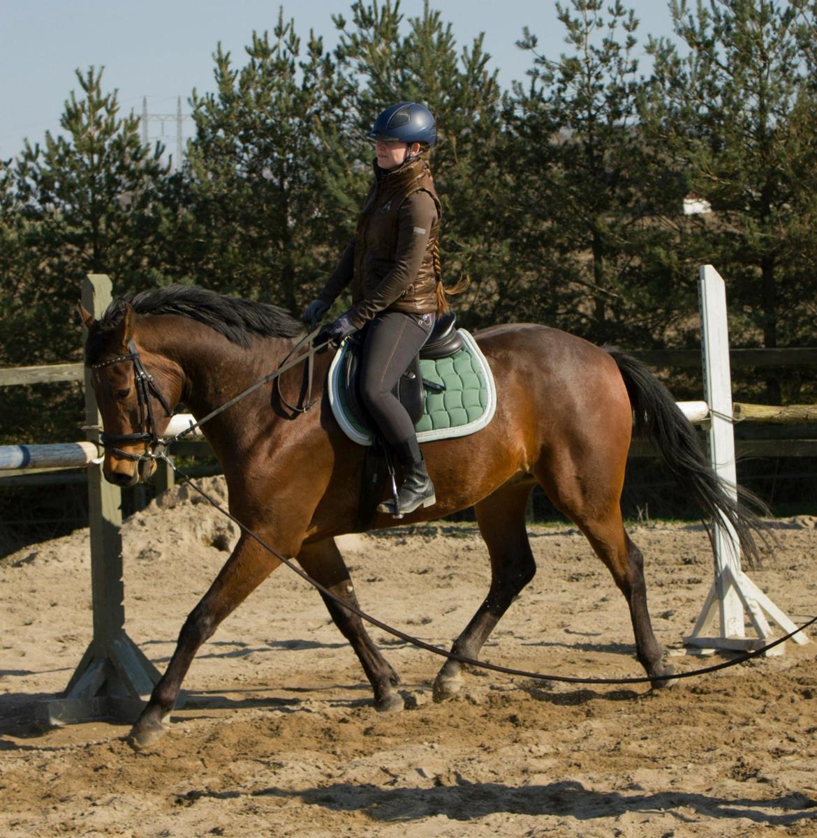 Dansk Varmblod Ringsgaards geni billede 4