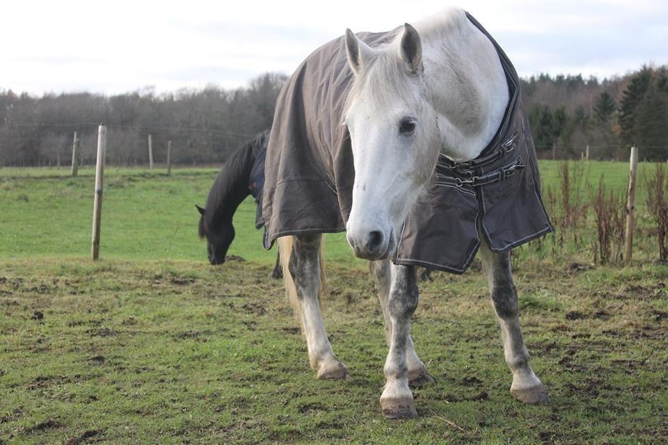 Anden særlig race Chevy Thunder / Basse - 25/11 2014 billede 3