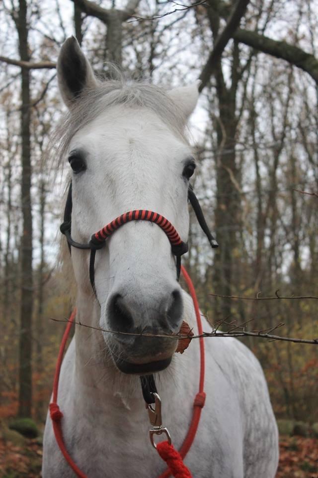 Anden særlig race Chevy Thunder / Basse - I skoven på en dejlig efterårsdag  billede 7