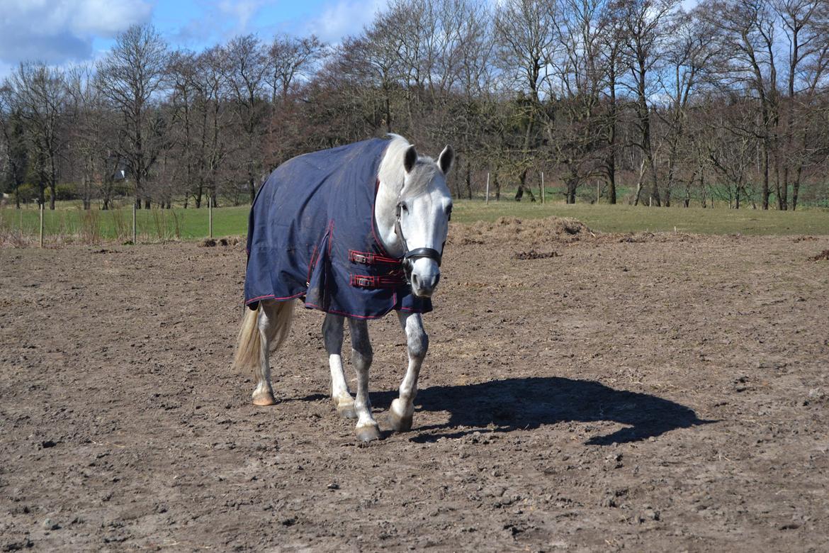 Anden særlig race Chevy Thunder / Basse - At blive mødt af dette glade fjæs hver dag, det kan redde enhver dag .. 4/4 2015 billede 12