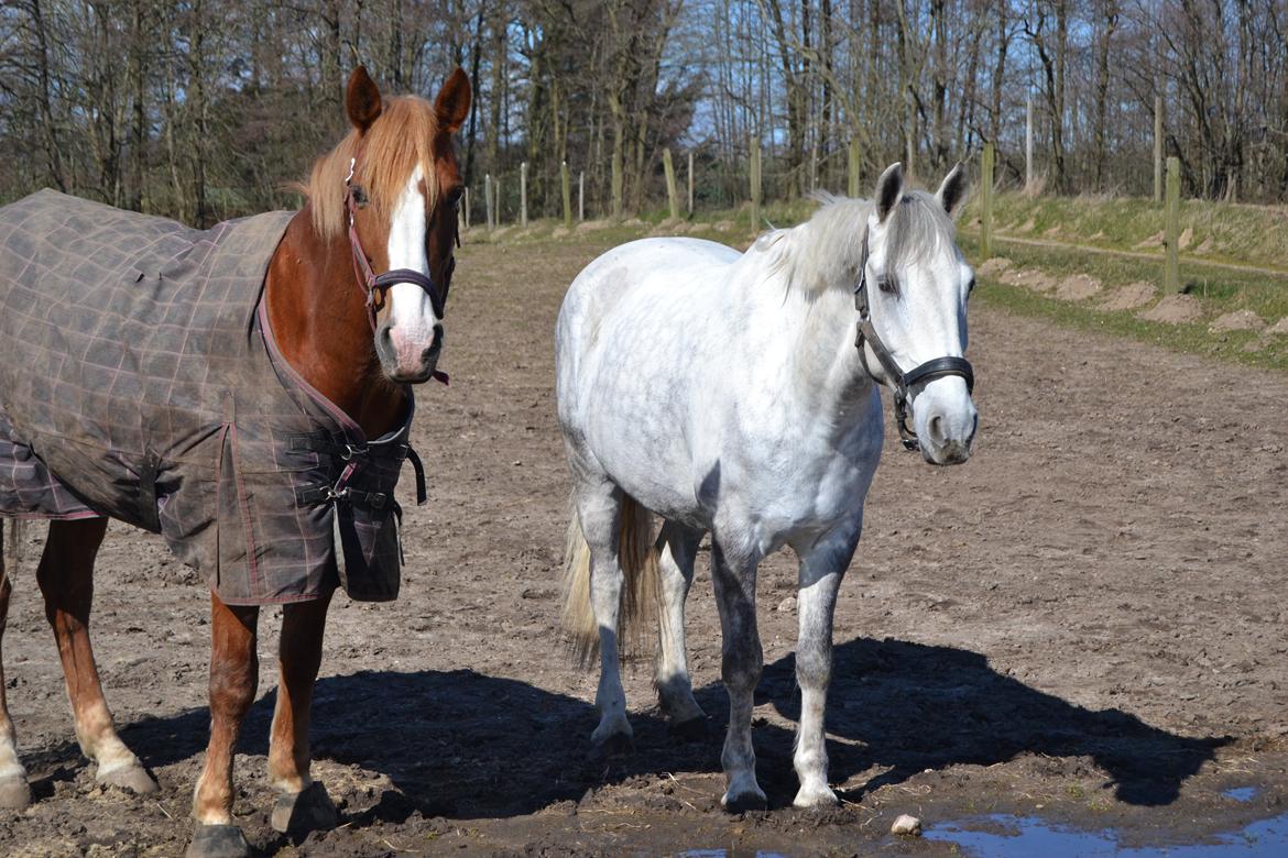 Anden særlig race Chevy Thunder / Basse - Basse og hans bedste ven .. 4/4 2015 billede 9