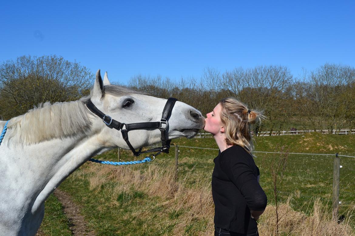 Anden særlig race Chevy Thunder / Basse - 4/4 2015 billede 6