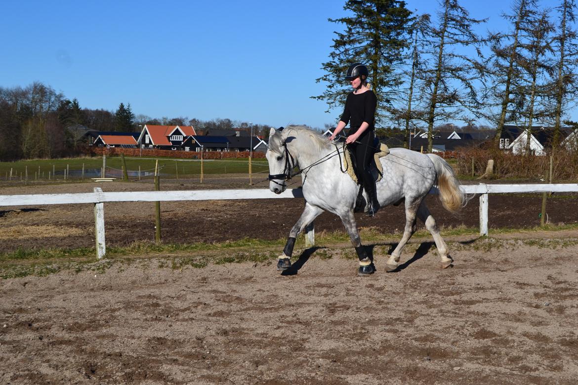 Anden særlig race Chevy Thunder / Basse - 4/4 2015 billede 13