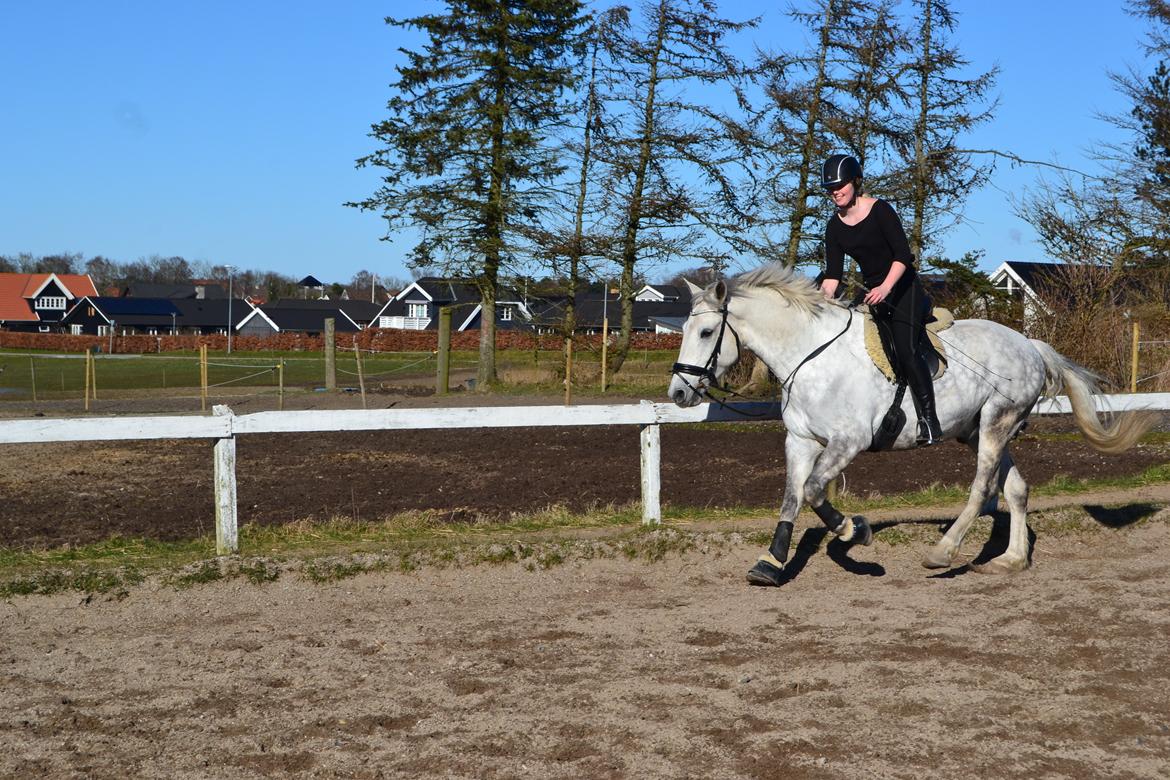 Anden særlig race Chevy Thunder / Basse - 4/4 2015 billede 16