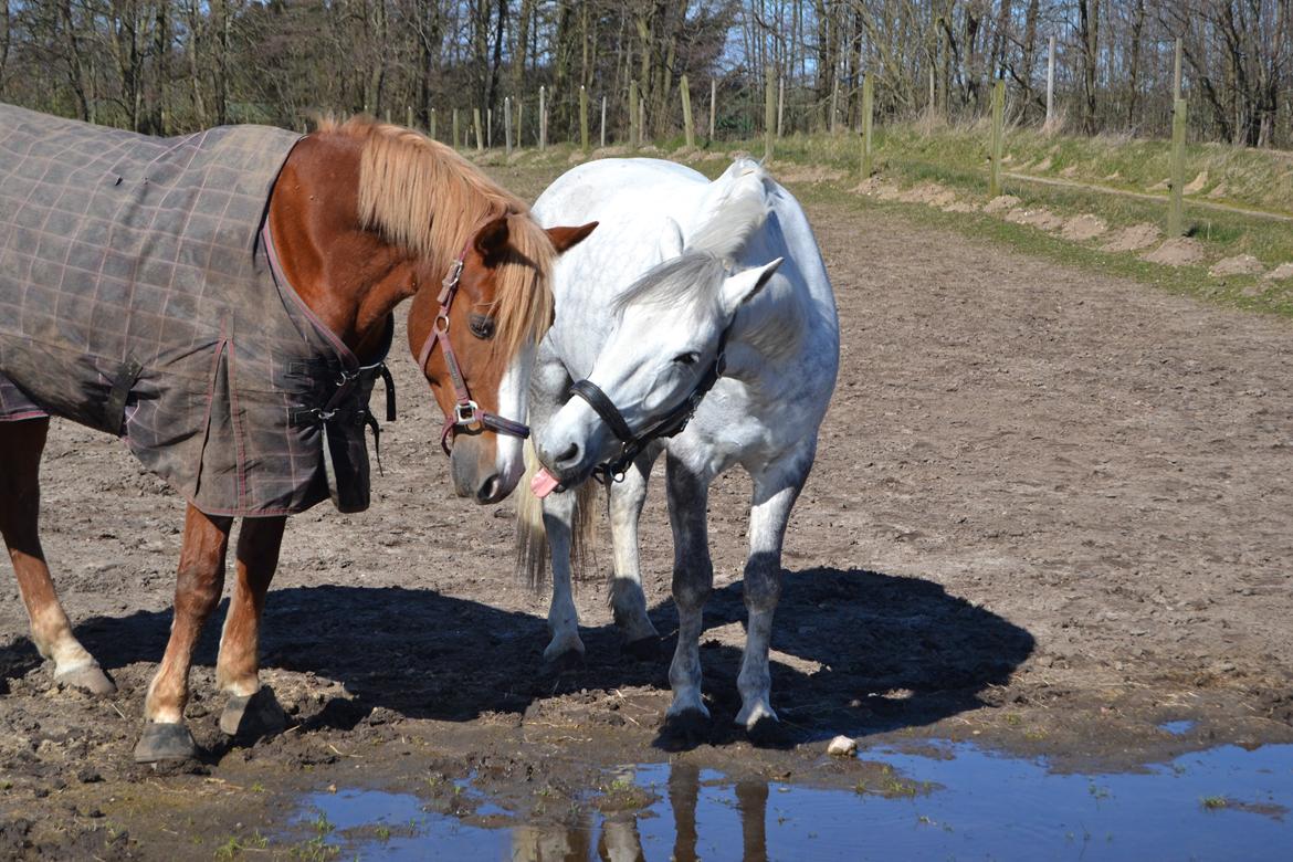 Anden særlig race Chevy Thunder / Basse - Basse er en flab overfor sine venner .. Taget den 4/4 2015 billede 4