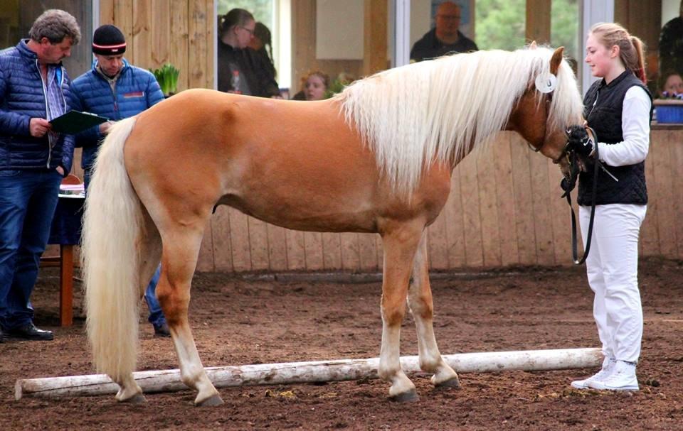 Tyroler Haflinger Winchester af Hestehaven - 3 år (foto: Gitte Larsen) billede 2