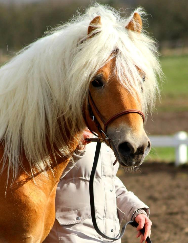 Tyroler Haflinger Winchester af Hestehaven - 3 år (foto: Mathilde Larsen) billede 1