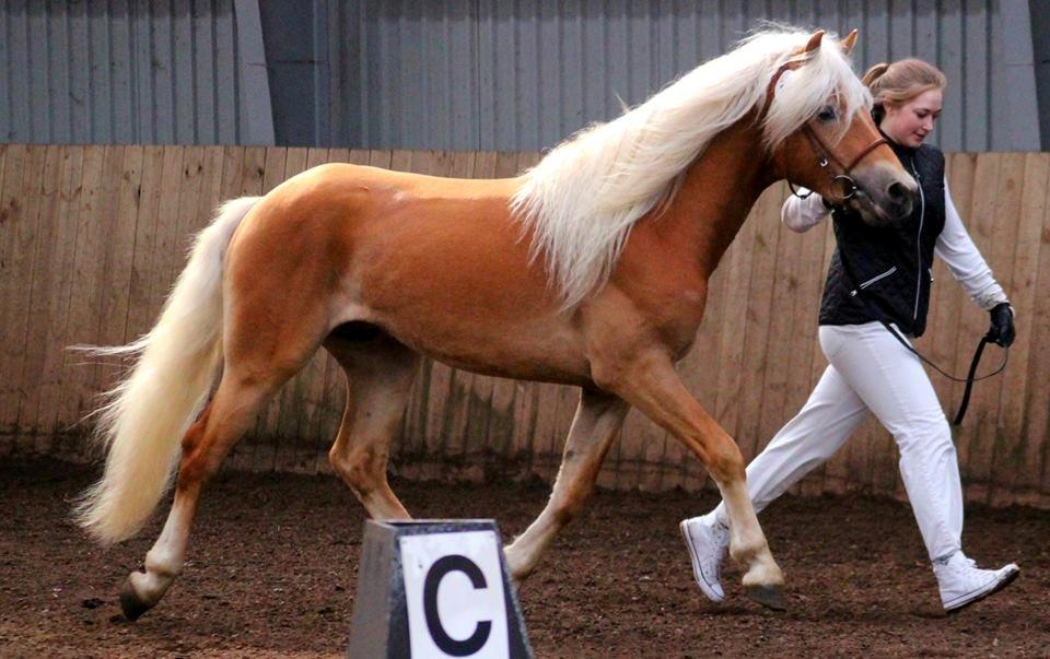 Tyroler Haflinger Winchester af Hestehaven - 3 år (foto: Gitte Larsen) billede 5