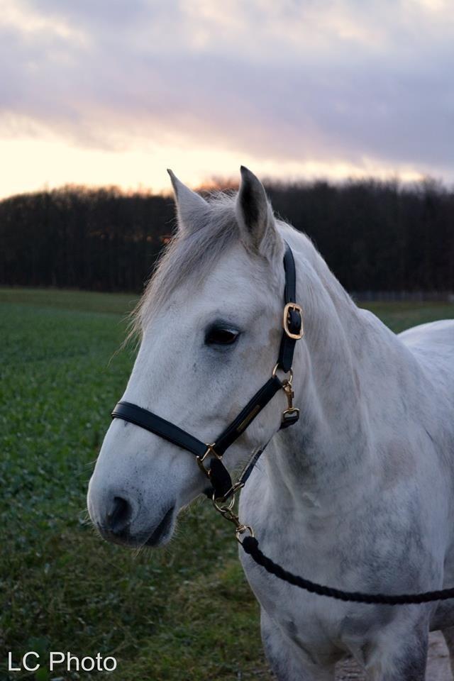 Anden særlig race Chevy Thunder / Basse - Min smukke dreng leget fotomodel .. Taget af Joahnne fra LC Photo den 3/1 2015 billede 1