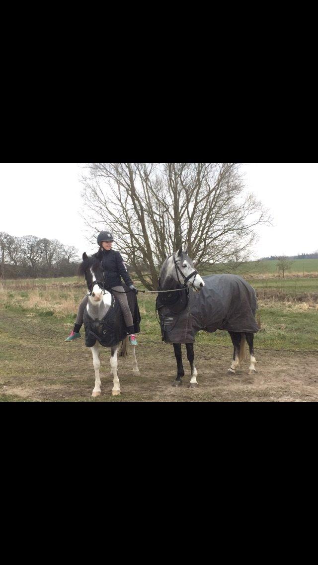 DSP Hedevangs acaja billede 6