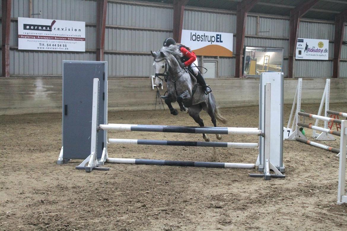 DSP Hedevangs acaja billede 12