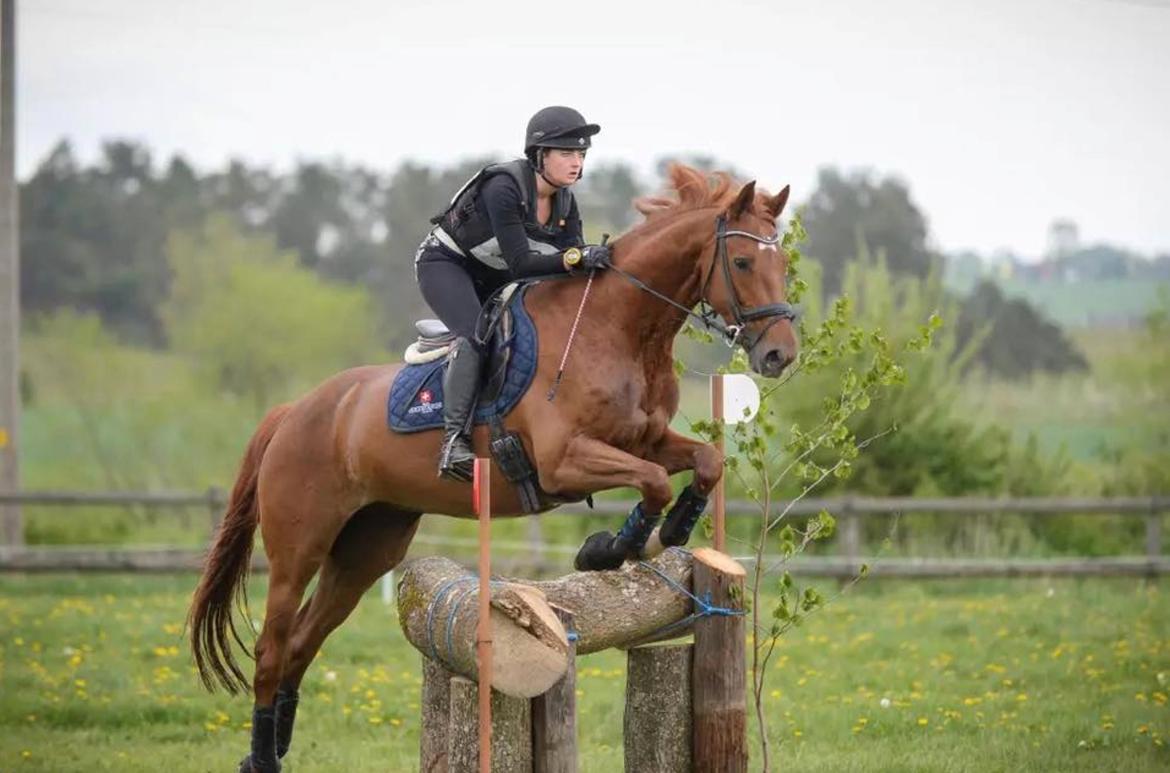 Hollandsk Varmblod Ziggy Marley m2s - CNC1* Flyinge billede 7