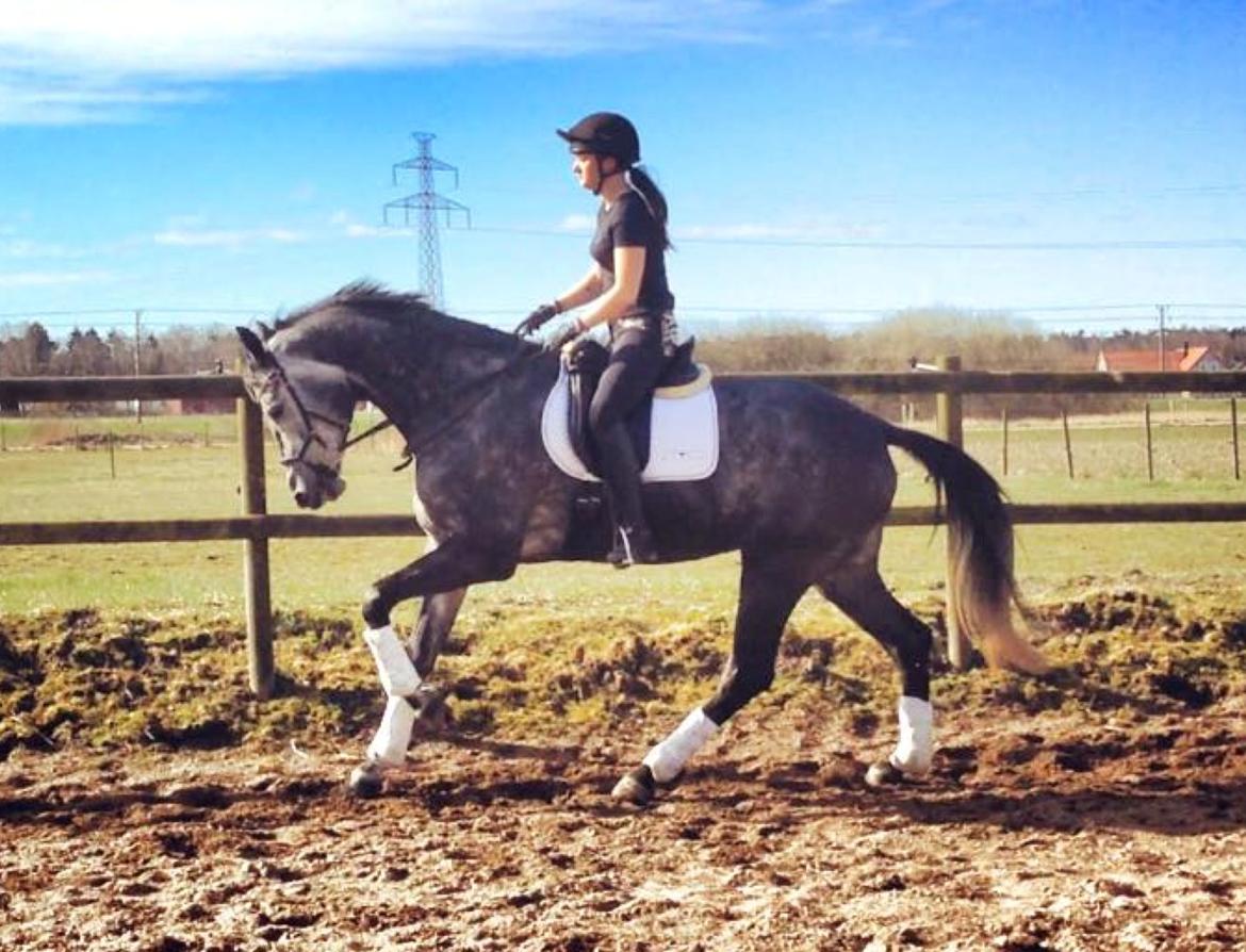 Dansk Varmblod Stærebogårds Perfect - April 2015 billede 1