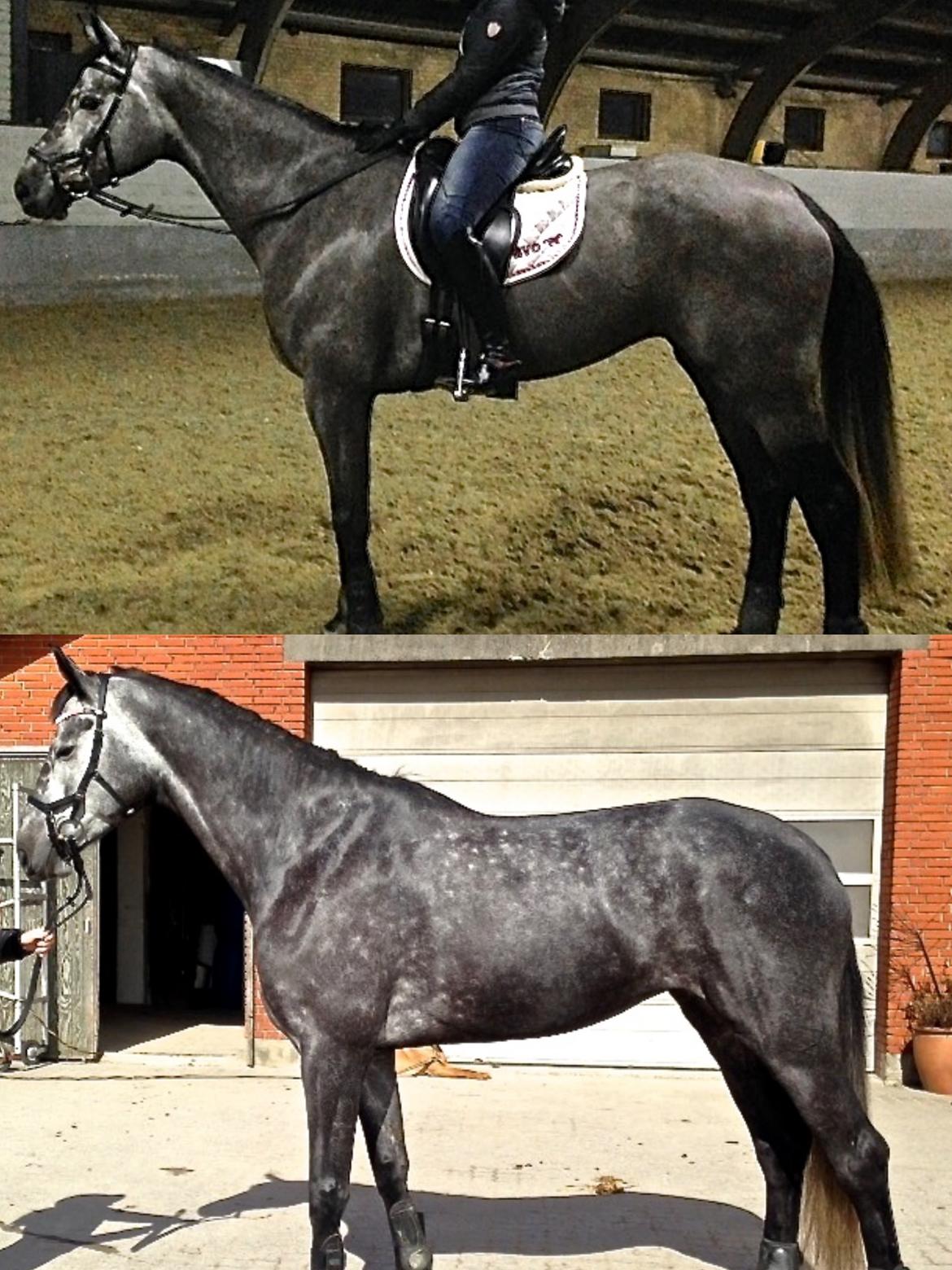 Dansk Varmblod Stærebogårds Perfect - Udvikling 3 mnd billede 3