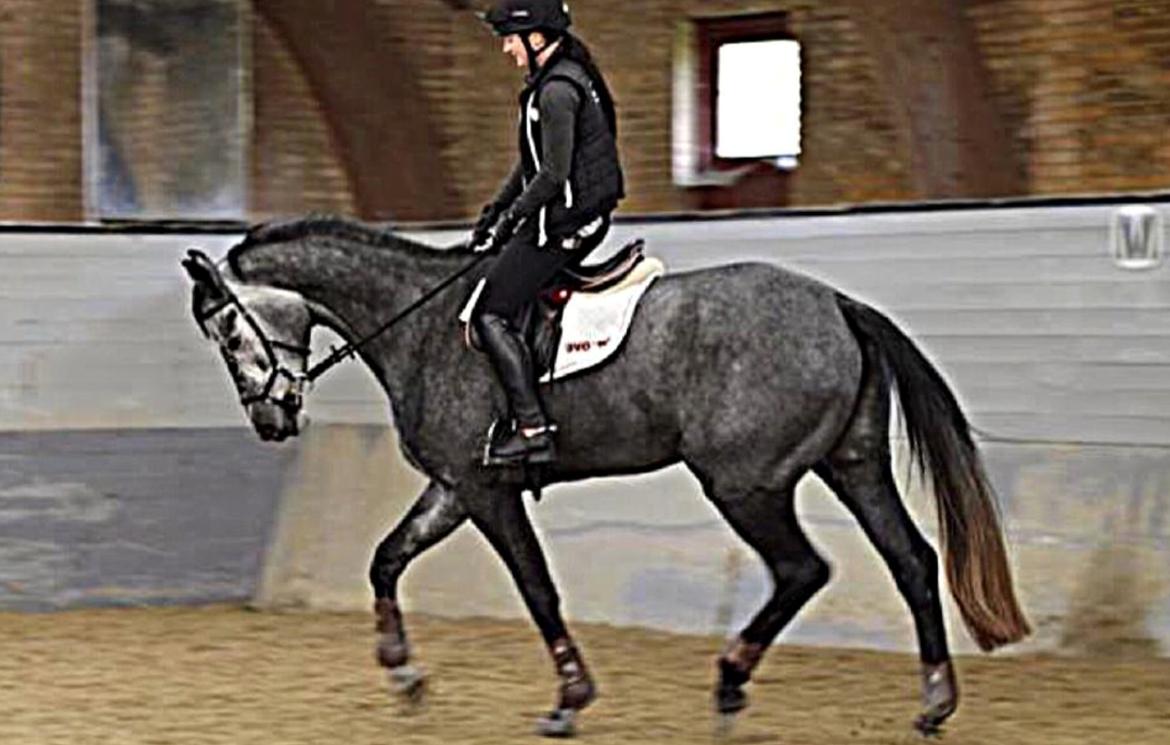 Dansk Varmblod Stærebogårds Perfect - Slut oktober 2014 billede 13